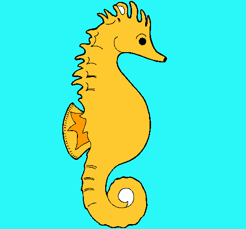 Caballito de mar