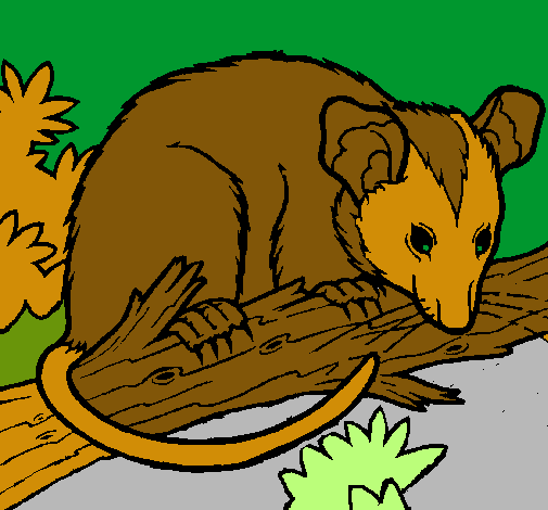 Ardilla possum