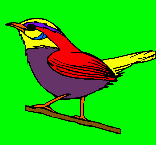 Pájaro silvestre