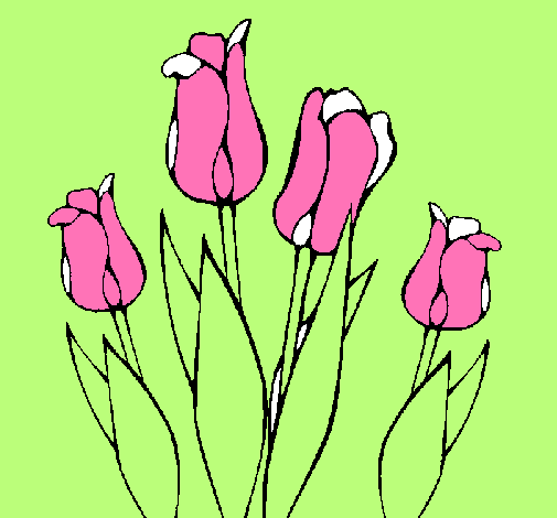 Tulipanes