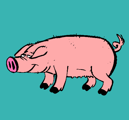 Cerdo con pezuñas negras