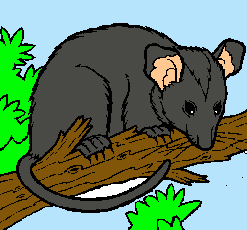 Ardilla possum