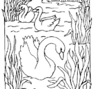 Dibujo Cisnes pintado por cisne