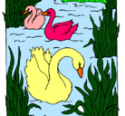 Dibujo Cisnes pintado por yumiglet