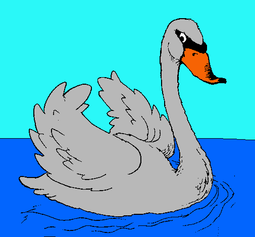 Cisne en el agua