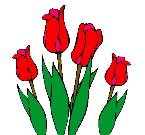 Tulipanes