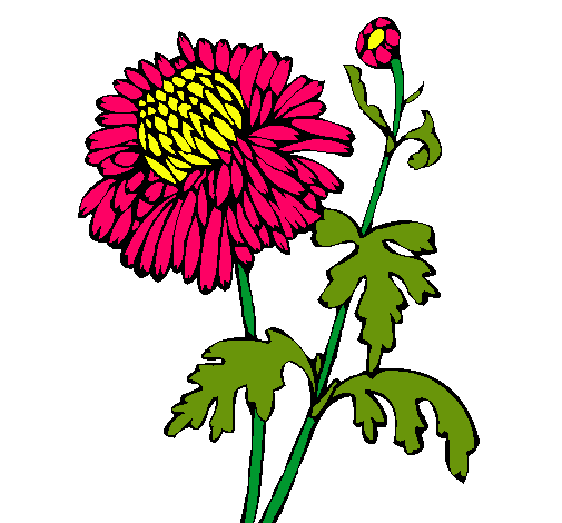 Zinnia