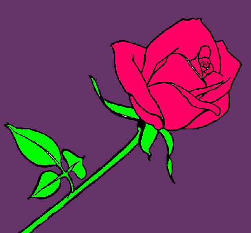 Rosa