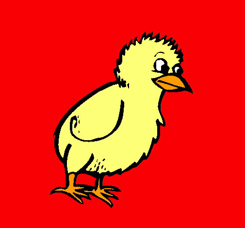 Pollito