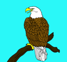 Dibujo Águila en una rama pintado por will