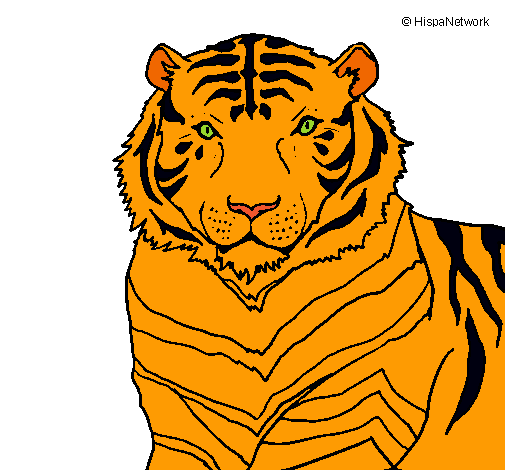 Tigre