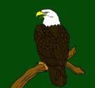 Dibujo Águila en una rama pintado por Juan-1
