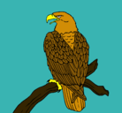 Dibujo Águila en una rama pintado por cuahpoy