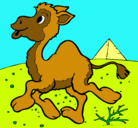 Dibujo Camello pintado por BURRO