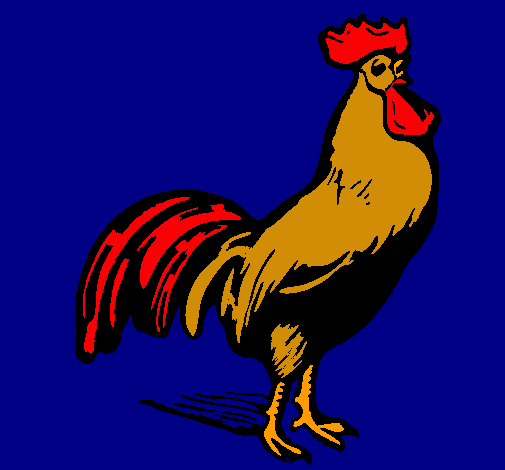 Gallo gallardo