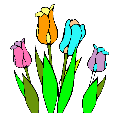 Tulipanes