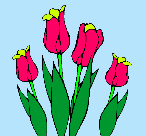 Tulipanes