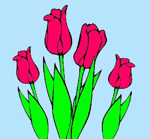 Tulipanes