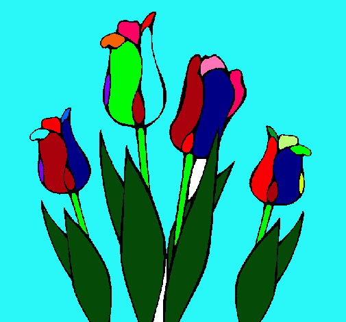 Tulipanes