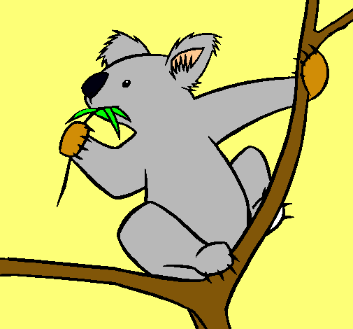 Koala