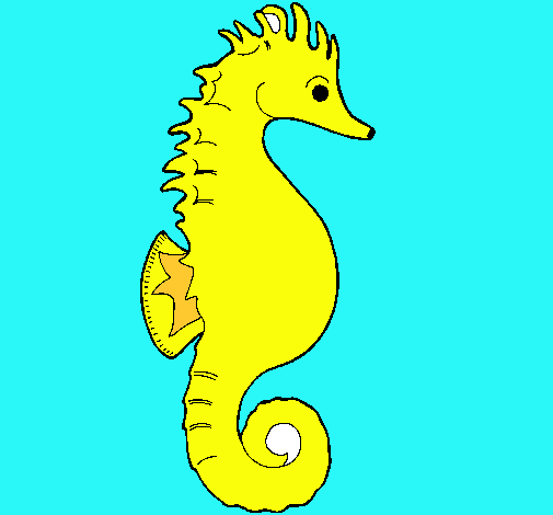 Caballito de mar