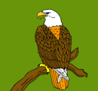Dibujo Águila en una rama pintado por aguilaa