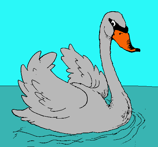 Cisne en el agua