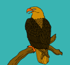 Dibujo Águila en una rama pintado por NANIIIIIIIII