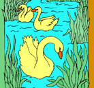 Dibujo Cisnes pintado por antoniarojas