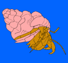 Dibujo Cangrejo ermitaño pintado por jonatan