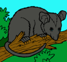 Dibujo Ardilla possum pintado por lurdes22