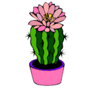 Dibujo Cactus con flor pintado por almaxanath
