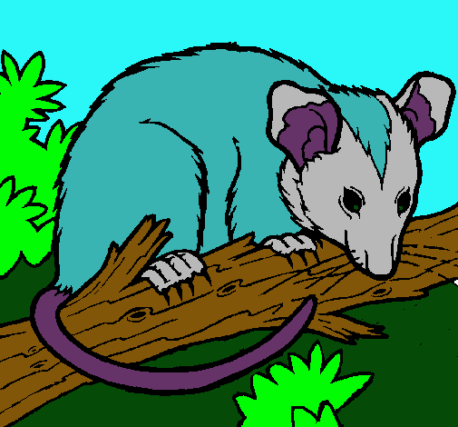 Ardilla possum