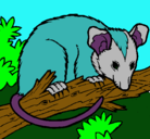 Dibujo Ardilla possum pintado por afargdffsfg