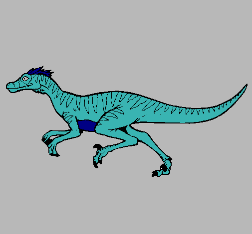 Velociraptor