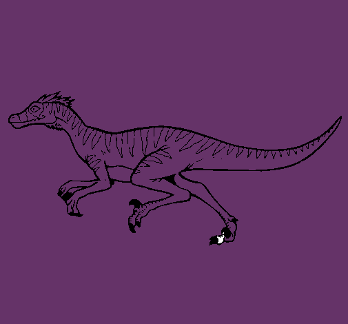 Velociraptor