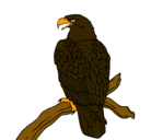 Dibujo Águila en una rama pintado por jesusjere