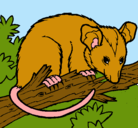 Dibujo Ardilla possum pintado por ardilla