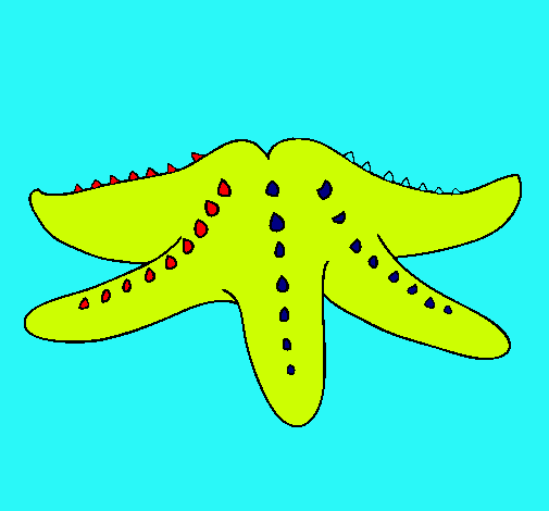 Estrella de mar