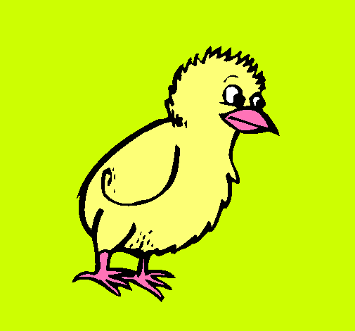 Pollito