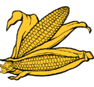 Dibujo Mazorca de maíz pintado por shany