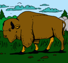 Dibujo Búfalo  pintado por simon4