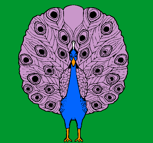 Pavo real