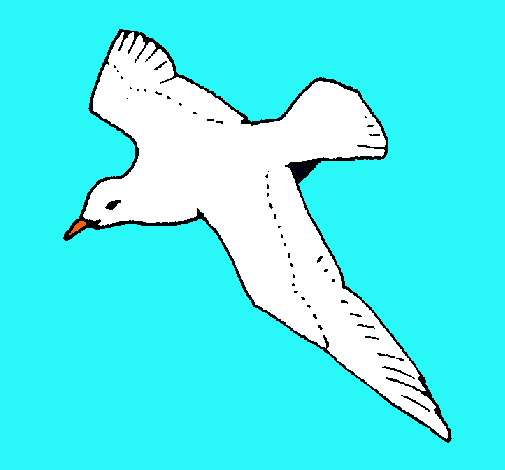 Gaviota