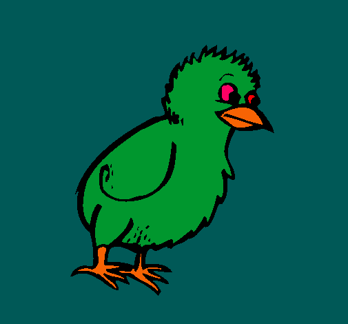 Pollito