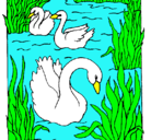 Dibujo Cisnes pintado por SISNE