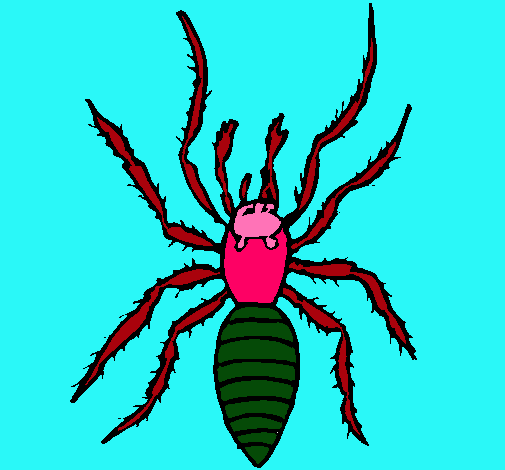 Araña tigre