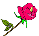 Dibujo Rosa pintado por rasa