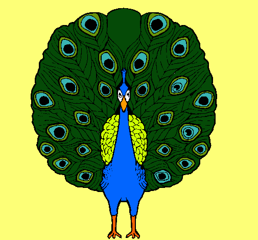 Pavo real