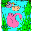 Dibujo Cisnes pintado por animal 